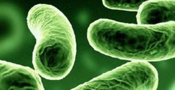 Beta Mikrobu Belirtileri ve Tedavisi